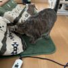 コタツと猫