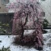 春の嵐
