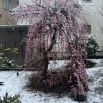 春の嵐