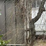 春なのに冬
