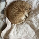 春ものって