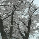 満開のピーク