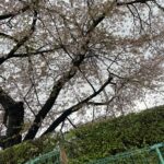 こてつの現状