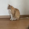 ６月