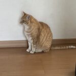 ６月