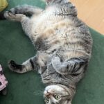 猫柄