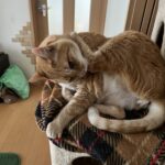 猛暑