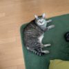 赤ちゃんがいる
