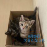 成長