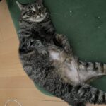 アリ
