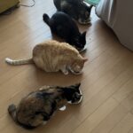夏休み