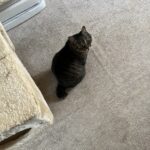 ゲロテロ