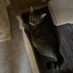 やる気なし