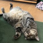 あっつ！