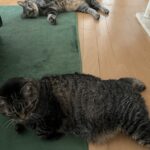 ゲリラが来た