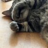 猛暑なのか残暑なのか