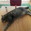 お泊り