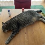 お泊り