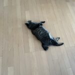 海外ドキュメント中毒
