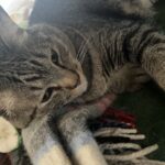 血糖値が