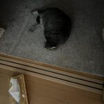 秋めいてる