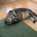 飽きた