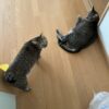 肉離れ②