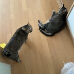 肉離れ②