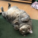 涼しいから