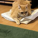 すりすり