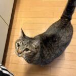 アレルギーの疑い