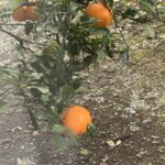 １１月もあと半分