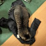 肉離れと筋肉痛