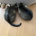 毎日オリンピック見てる