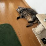 どうなっちゃうの？