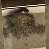 鳥たちの季節