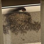鳥たちの季節