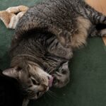 閉めだし