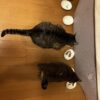 ボンレスハム