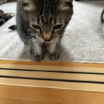 忘れ物を取りに