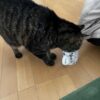 いい気温