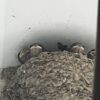 ツバメのバブ