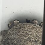 ツバメのバブ