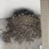 ツバメの成長
