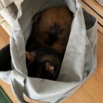 かくれんぼ１位