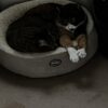 今日はバレー