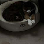 今日はバレー