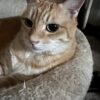 寝不足と凝り返し