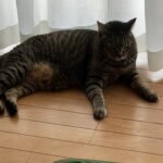 今日も猛暑