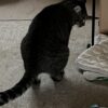 ふんばる人